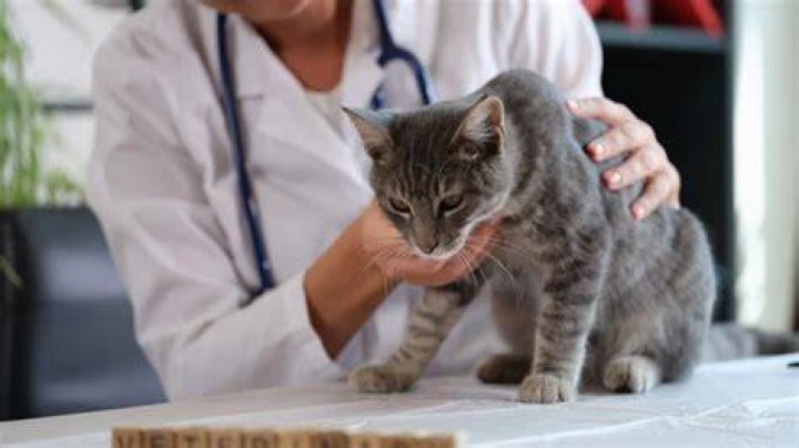 What do I do if my cat ate something bad?