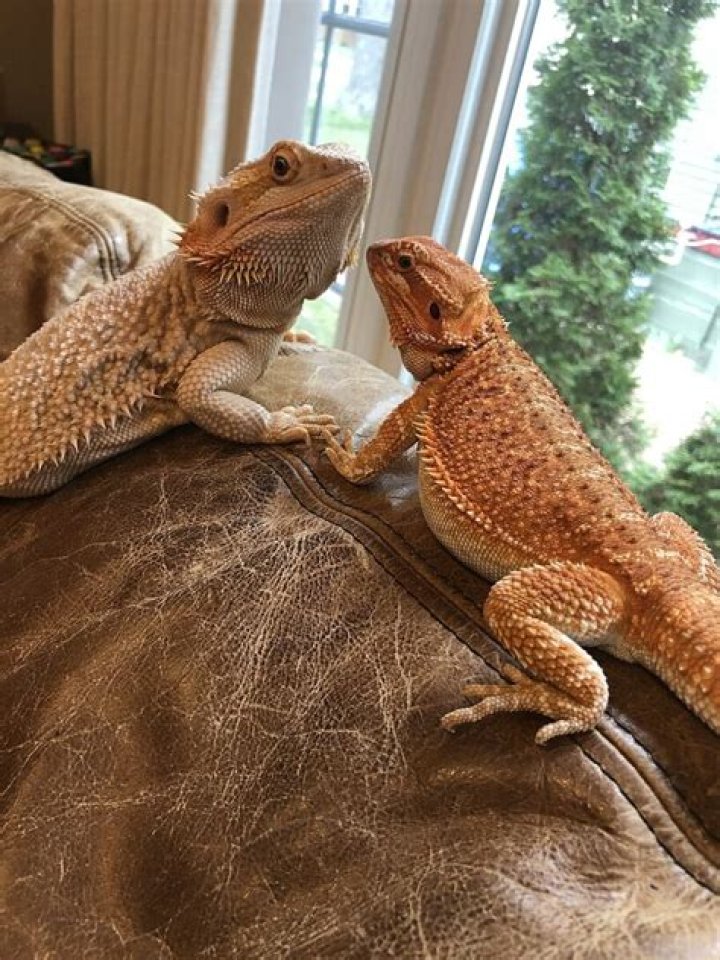 What does a bearded dragon need to be happy?
