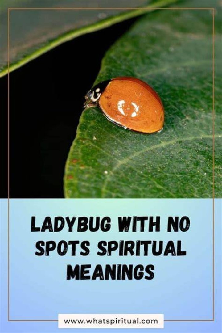 What does a ladybug with no spots mean?