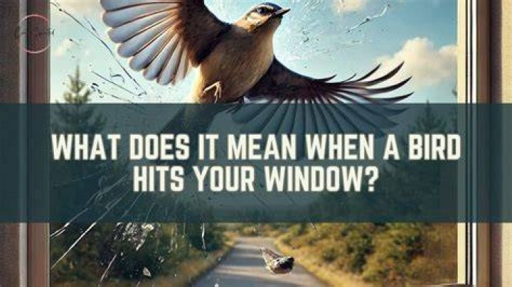 What does it mean when a bird keeps hitting your window?