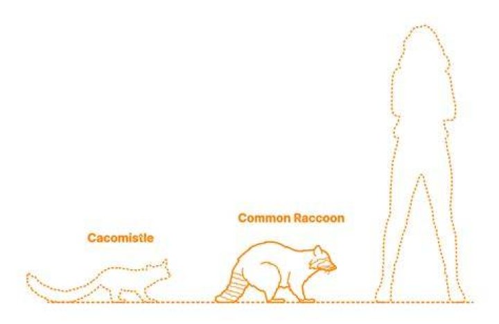 What does it mean when a raccoon stands up?