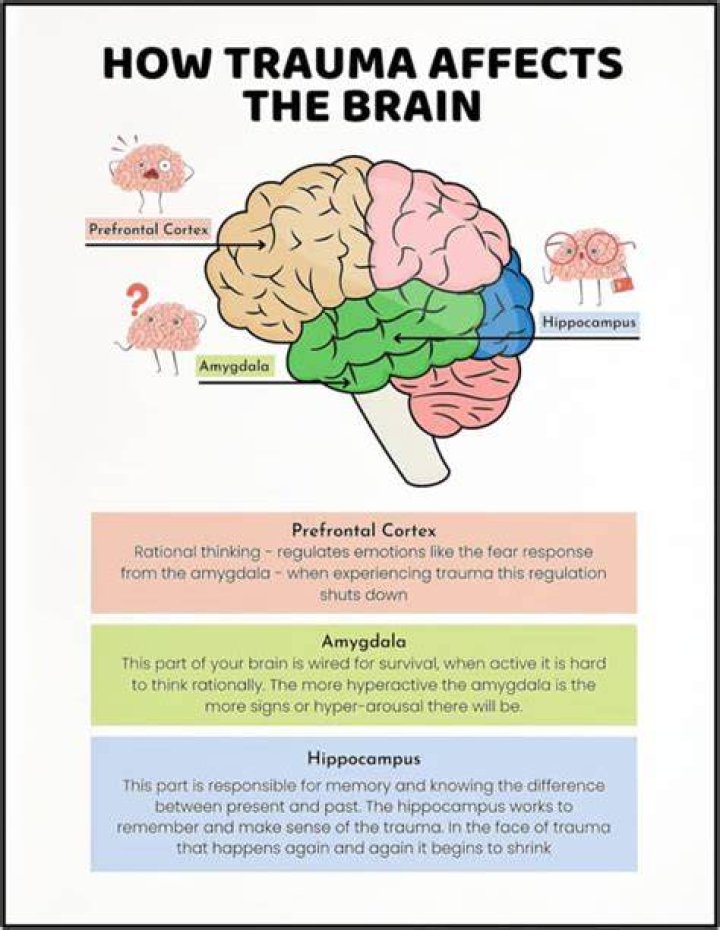 What does repeated trauma do to the brain?