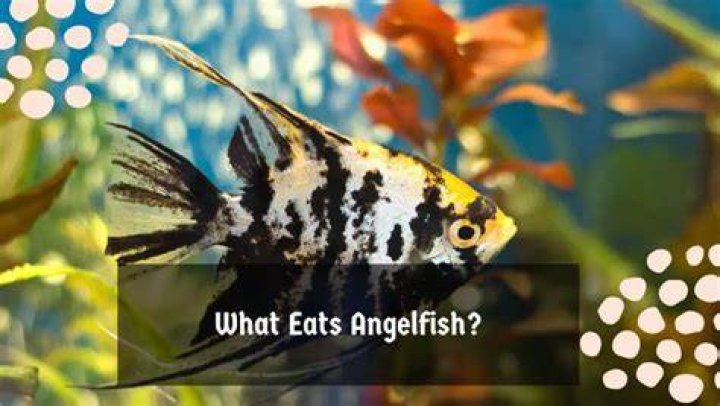 What eats Emperor Angelfish?