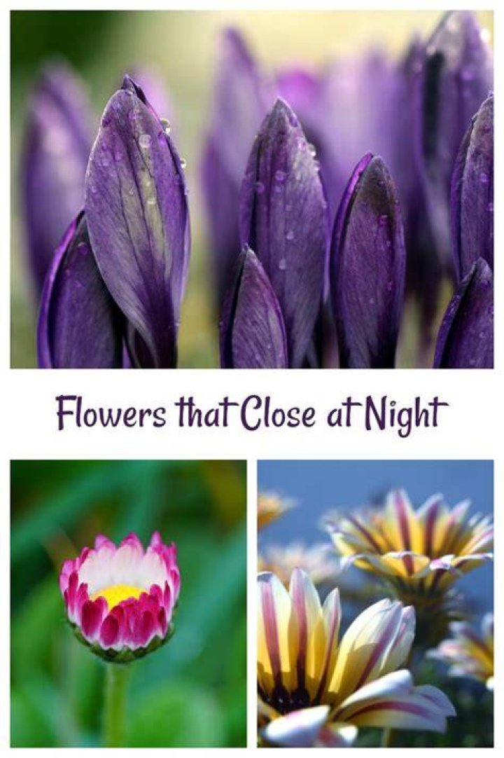 What flower opens in the morning and closes at night?
