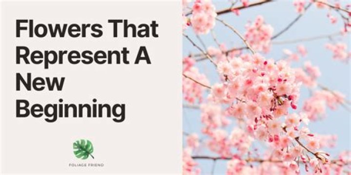 What flower represents a new beginning?