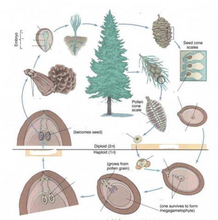 What happens if you cut a pine tree in half?