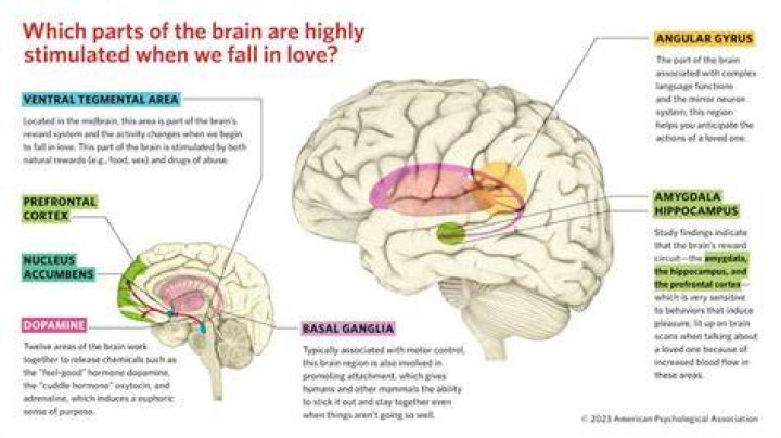 What happens in the brain when we gamble?