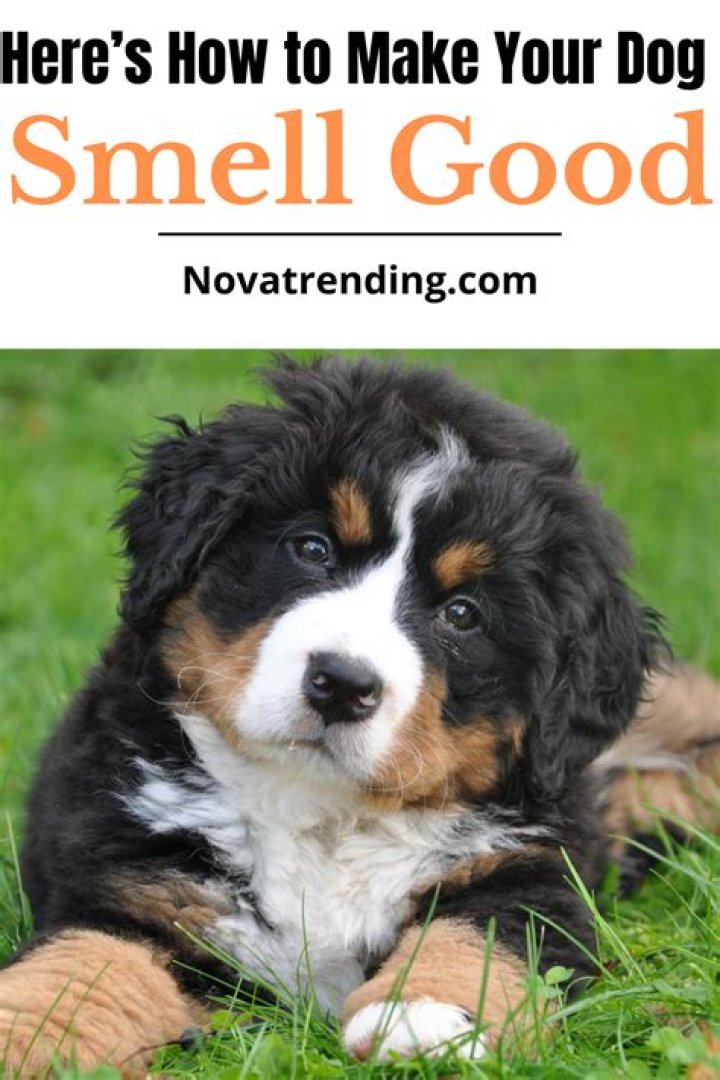 What home remedy can I use to make my dog smell good?