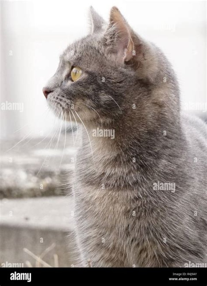 What is a Stubentiger?