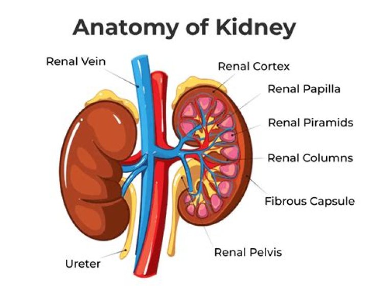 What is kidney carry?