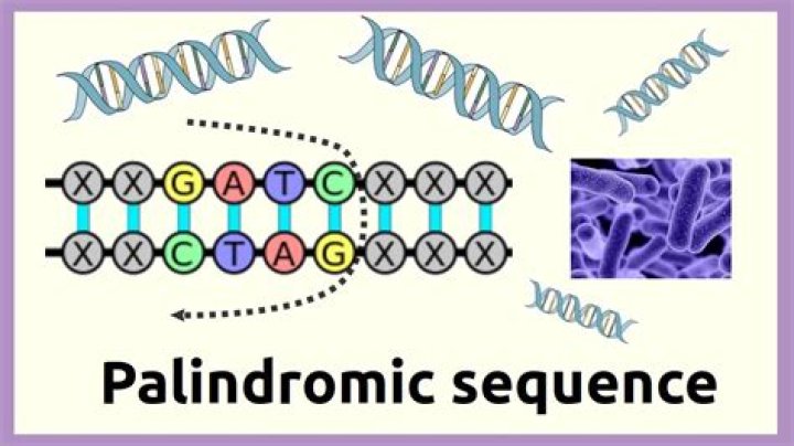 What is palindrome in DNA?
