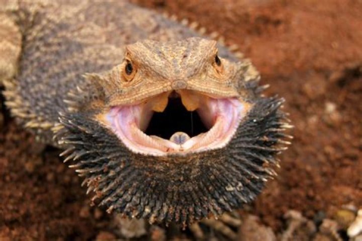 What is poisonous to a bearded dragon?