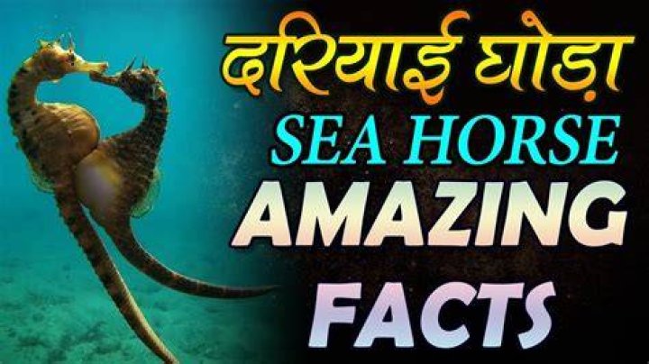 What is sea horse in Hindi language?