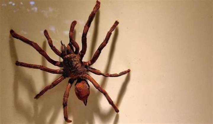 What is the biggest spider ever to live?
