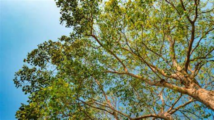 What is the closest a tree should be to a house?