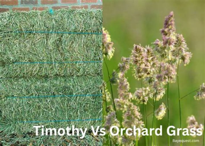 What is the difference between timothy and orchard hay?