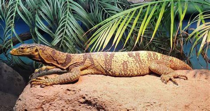 What is the largest pet lizard?