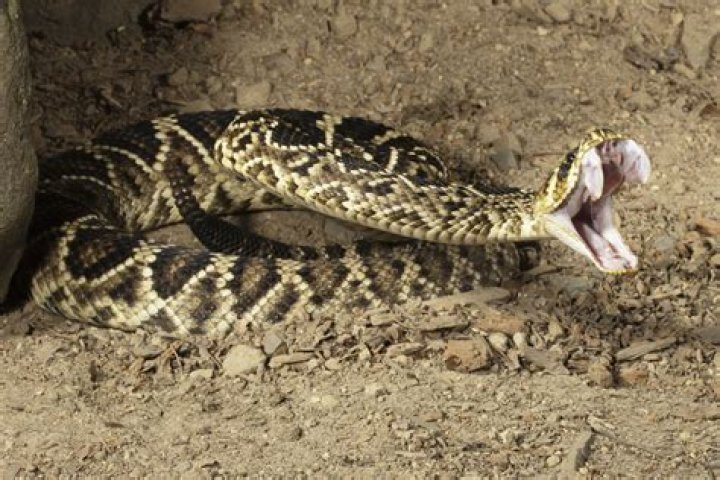 What is the meanest snake?
