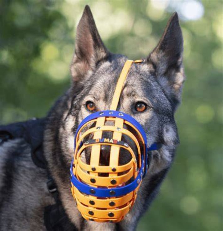 What is the safest dog muzzle?