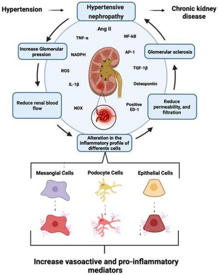 What kidney problems cause high blood pressure?