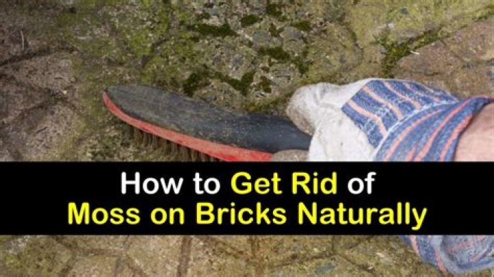What kills moss on bricks?