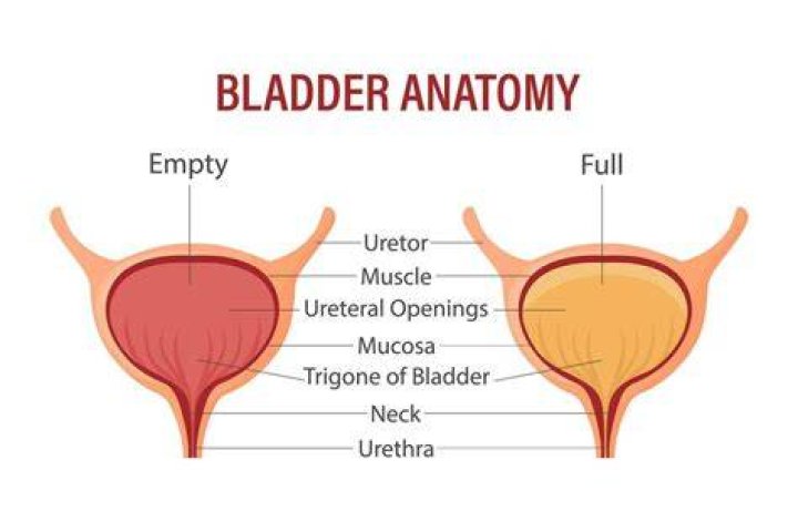 What side is your bladder on left or right?
