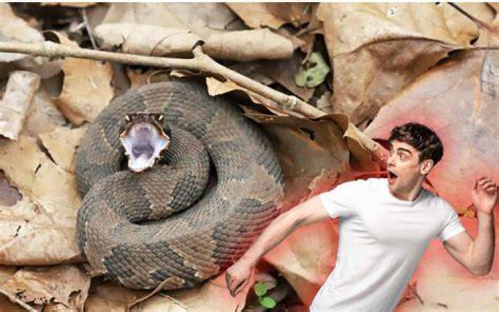 What snake kills the fastest?