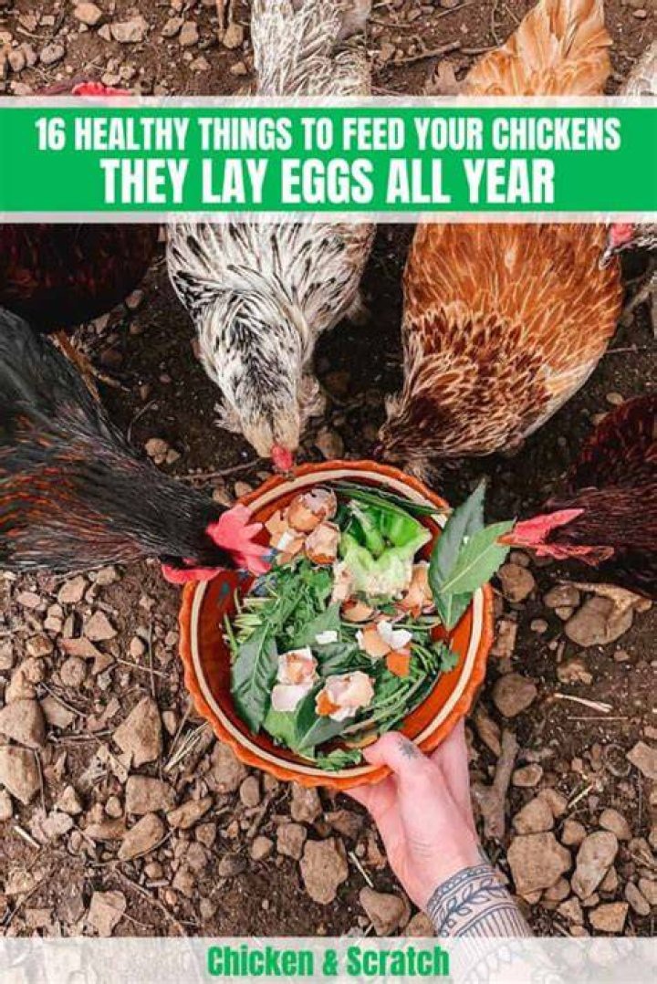 What to feed chickens to make them lay eggs?