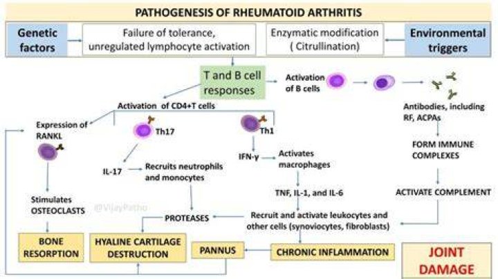 What triggers arthritis inflammation?