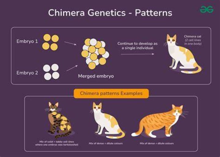 What type of chimera is Mason?