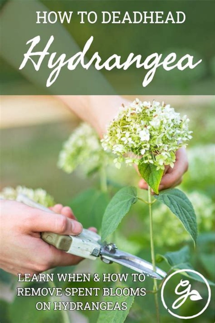When should you remove dead hydrangea blooms?