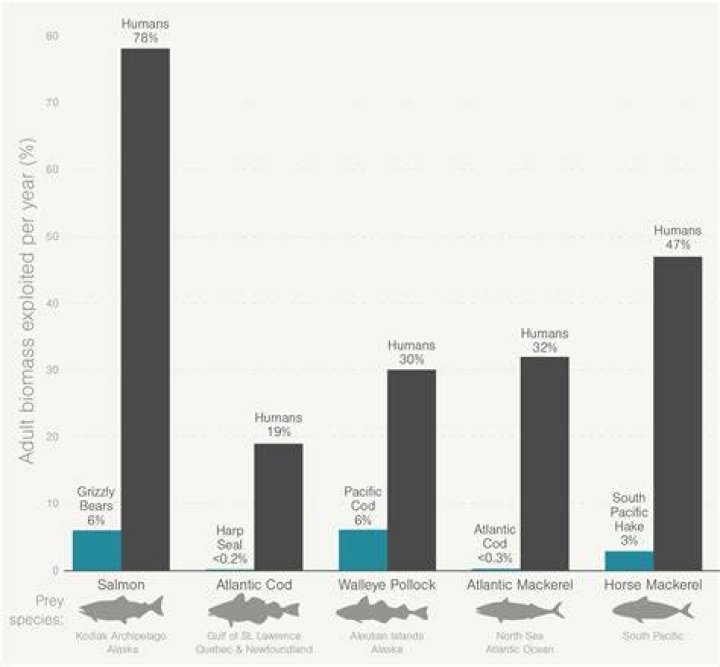 Which fish kills most humans?