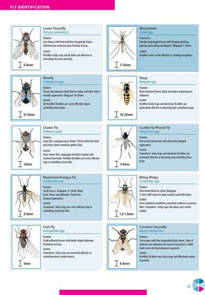Which flies have no wings?