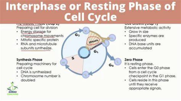 Which phase occurs directly after G2?