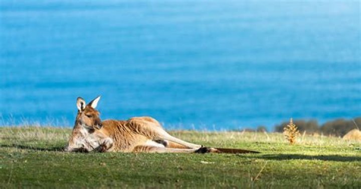 Why are Aussies so laid back?