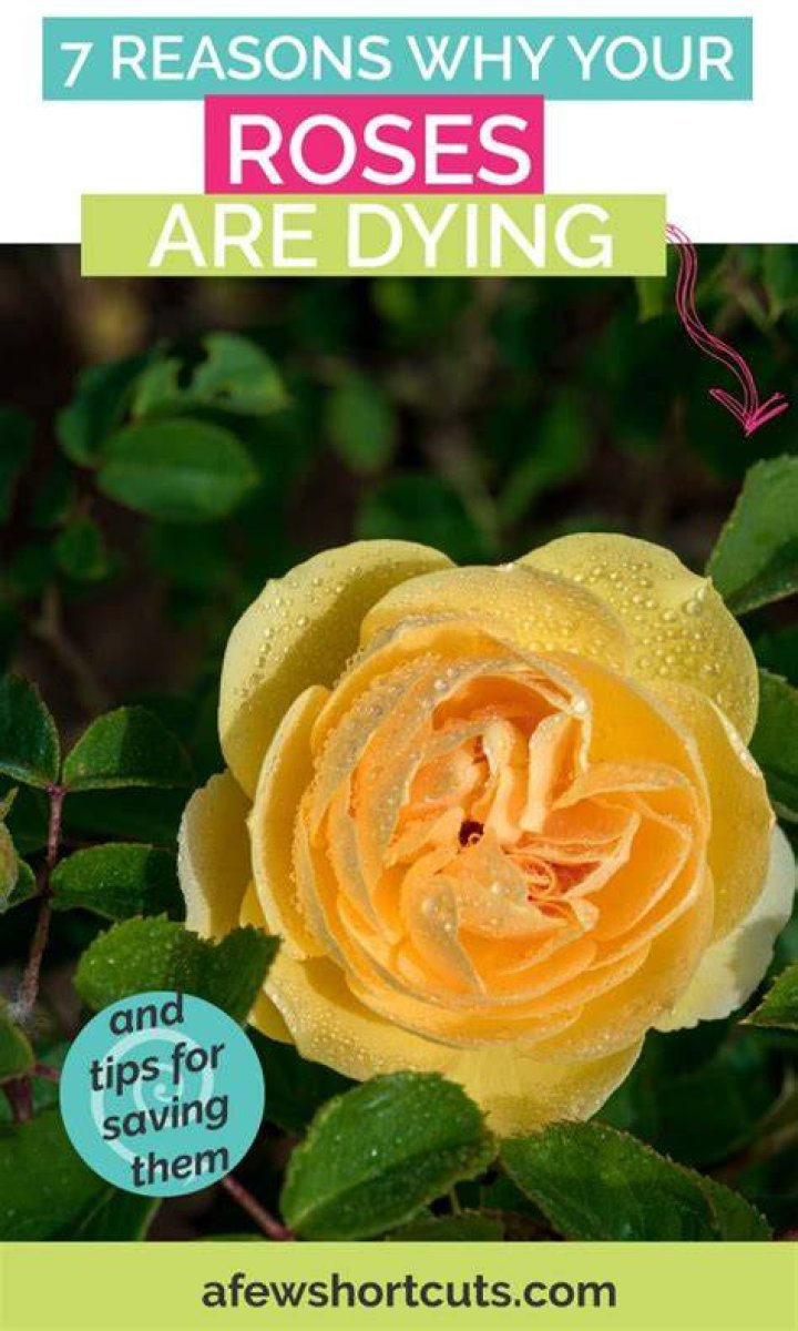Why are my roses dying so fast?