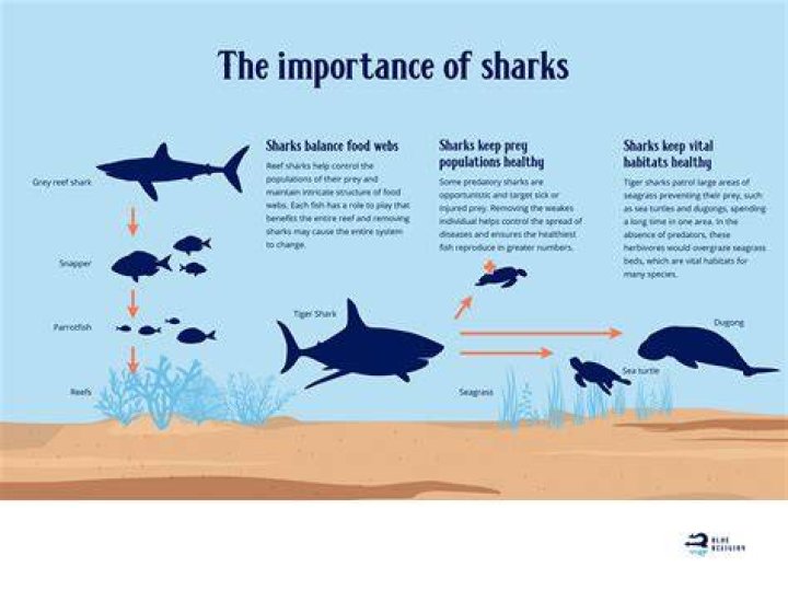 Why are sharks important?