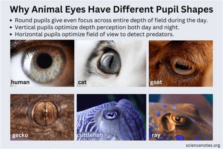 Why do humans have round pupils?