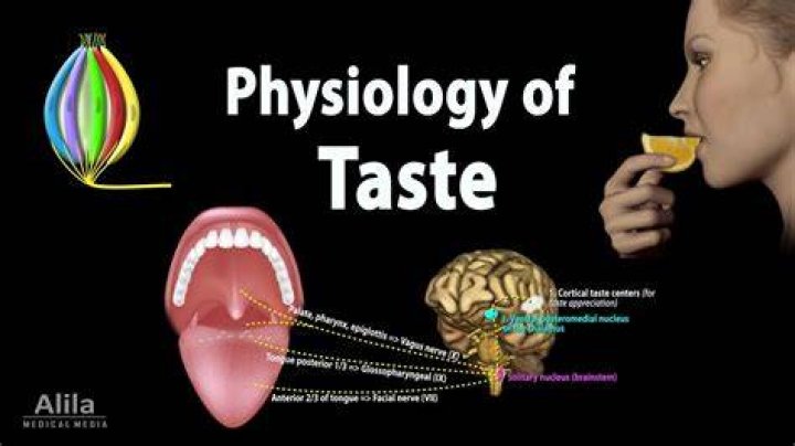 Why do we taste?
