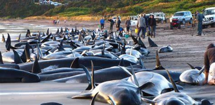 Why do whales beach themselves?
