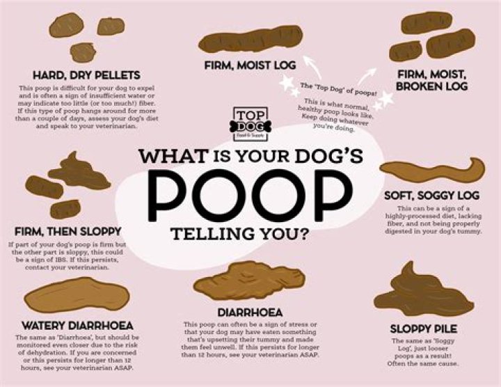 Why does it seem like my dog doesn't like me?