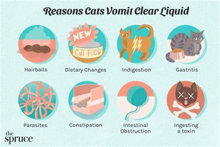 Why does my cat keep sniffing my hair?