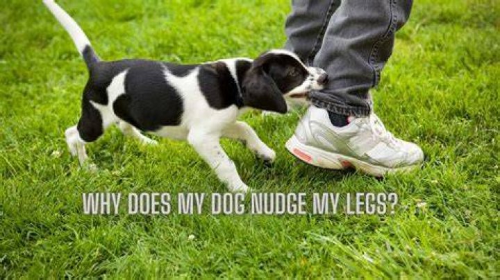Why does my dog nudge my arm?