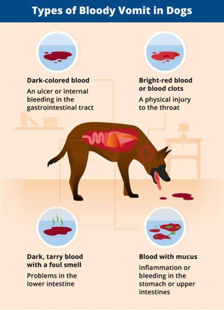 Why does my dog throw his body into me?