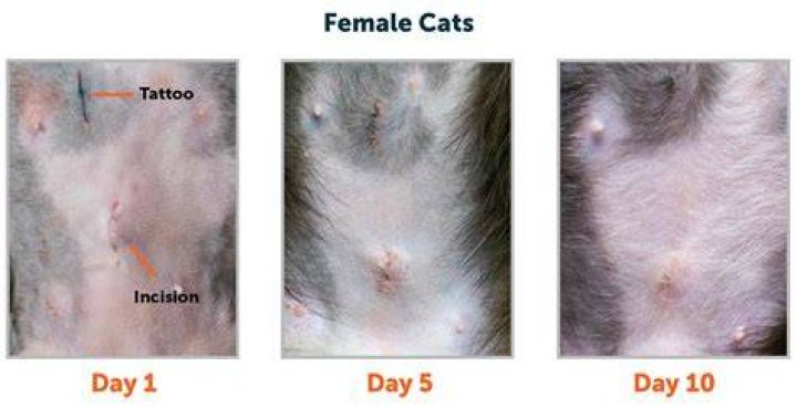 Why does my female cat stink?