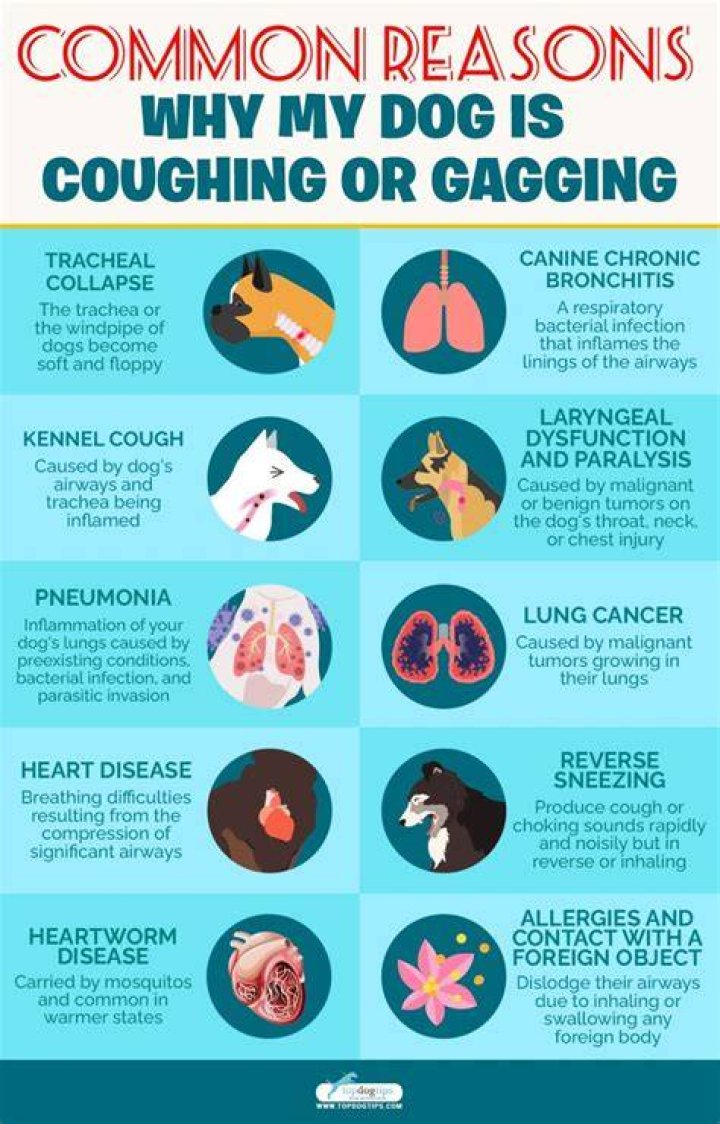 Why is my dog wheezing and gagging?