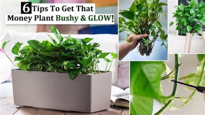 Why is my money plant not Bushy?