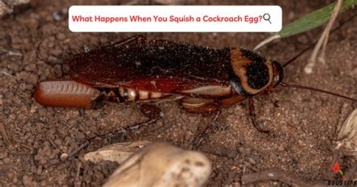 Why should you not squish a cockroach?