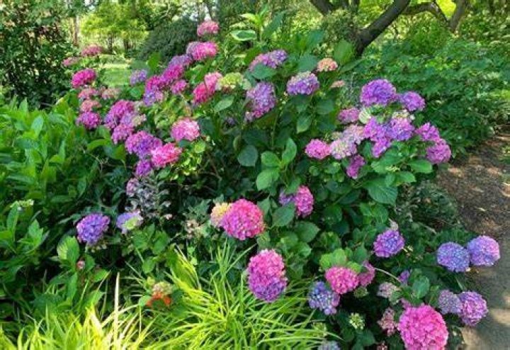 Will hydrangeas grow under trees?